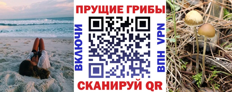 Купить  Великие Луки  Псилоцибиновые грибы GOLDEN TEACHER 